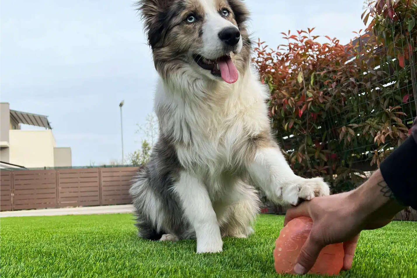 Cane su prato sintetico Lovedog